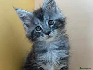 Maine Coon cats Maine Coons with Tests, Papers, Vet Checks & Vacc. - Advert 5