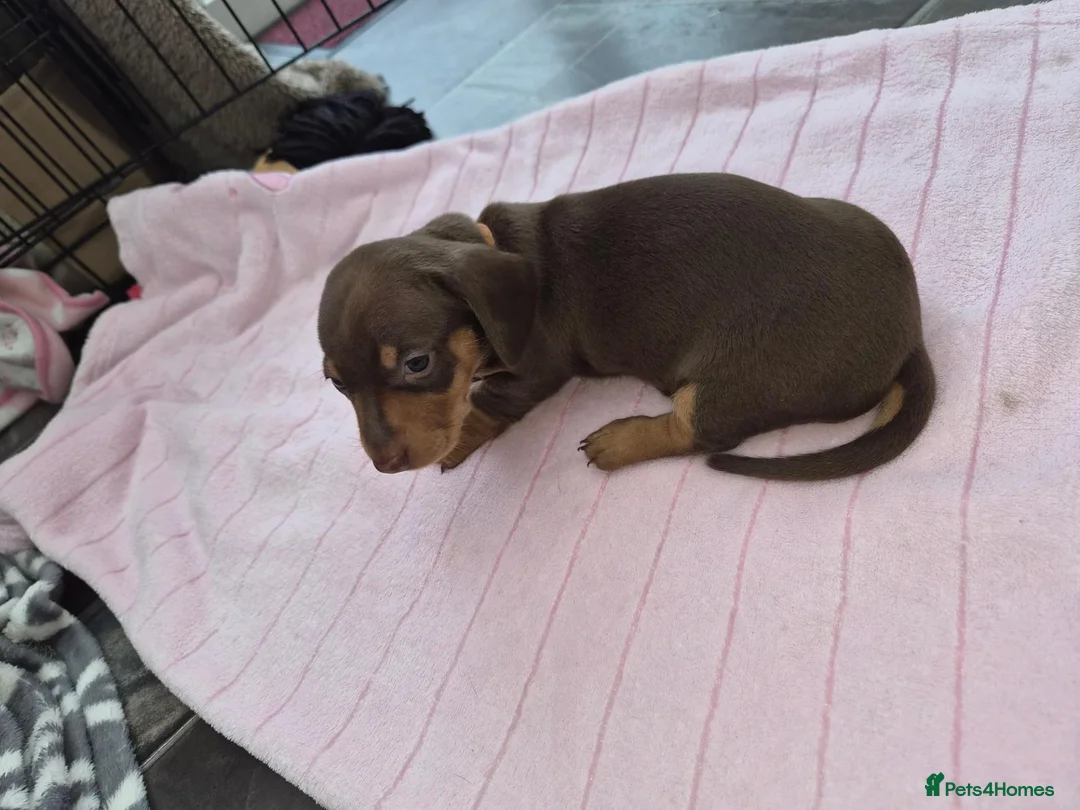 Dachshund dogs for sale: Miniature dachshund puppies in Bridlington - Advert 8