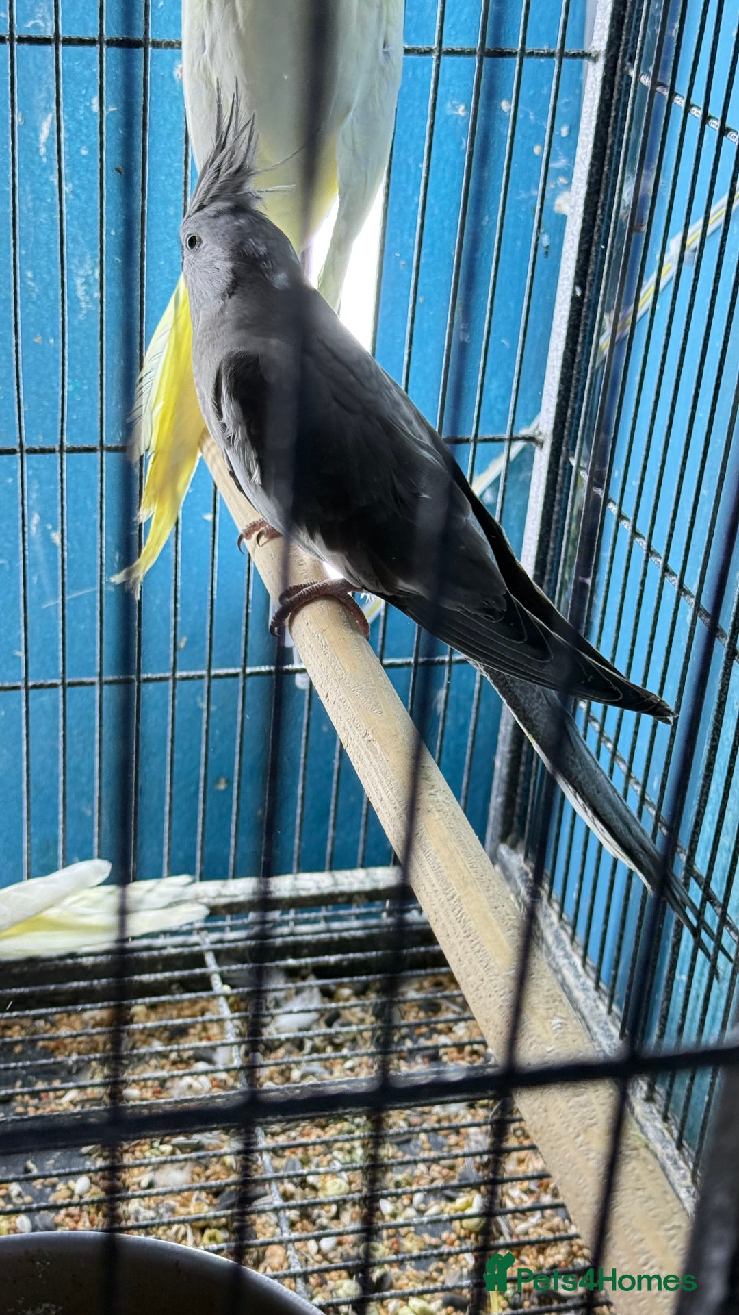 Parrots birds for sale: Parrot for sale Glasgow  - Image 6