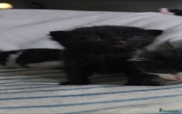 Maine Coon cats for sale: 💫Maine Coon Mix Family Raised Kittens💫 5*Reviews - Image 6