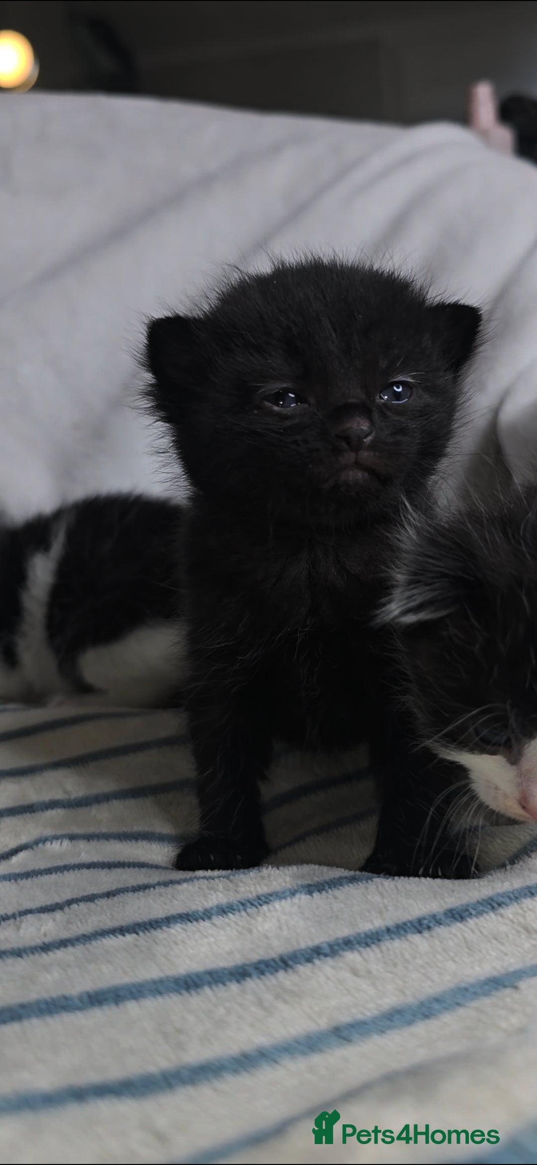 Maine Coon cats for sale: 💫Maine Coon Mix Family Raised Kittens💫 5*Reviews - Image 6