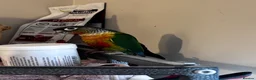 Conures birds for sale: Conure babies parent reared!! - Advert 6
