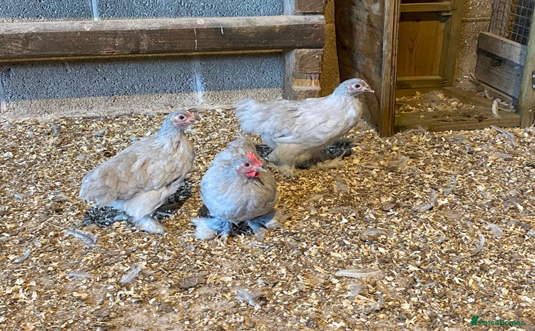 Chickens poultry - Advert 2