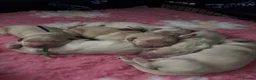 Golden Retriever dogs for sale: KC registered litter  in Rochester - Advert 2