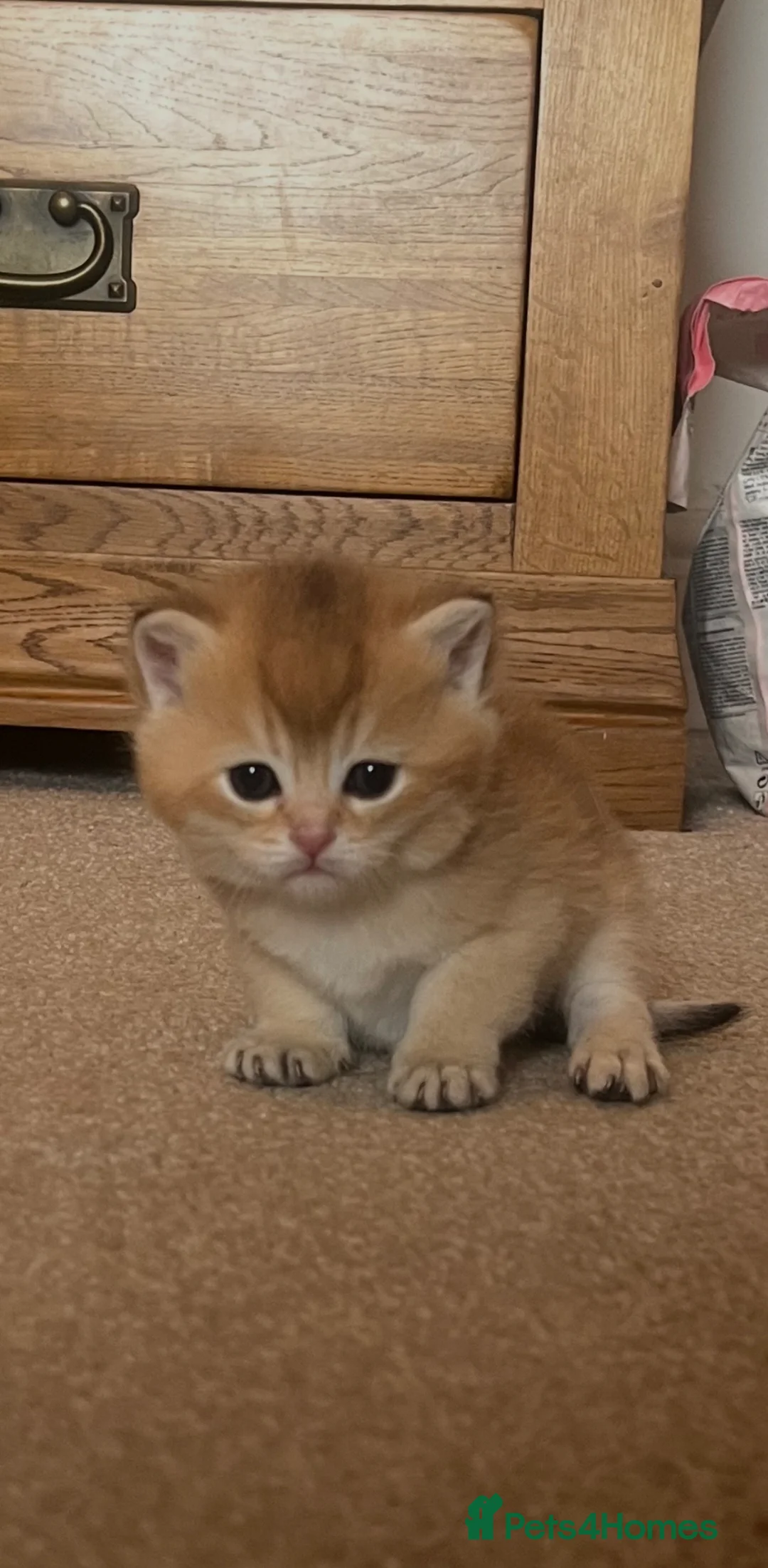 British Shorthair cats for sale: GOLDEN NY12 INTERNATIONAL CHAMPION BLOODLINE  - Advert 33