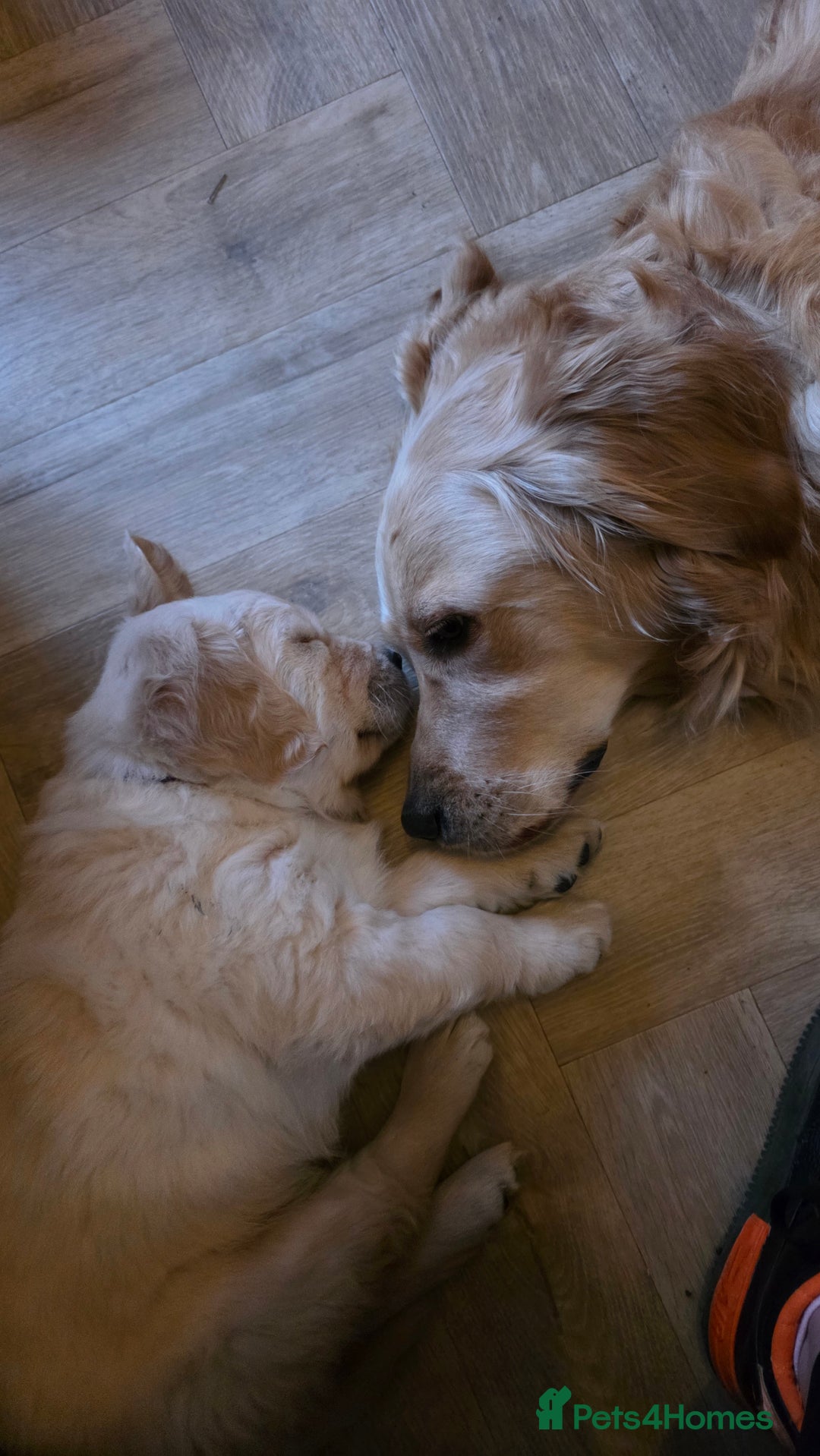 Golden Retriever dogs for stud: Enzo KC registered Stud dog  - Advert 11