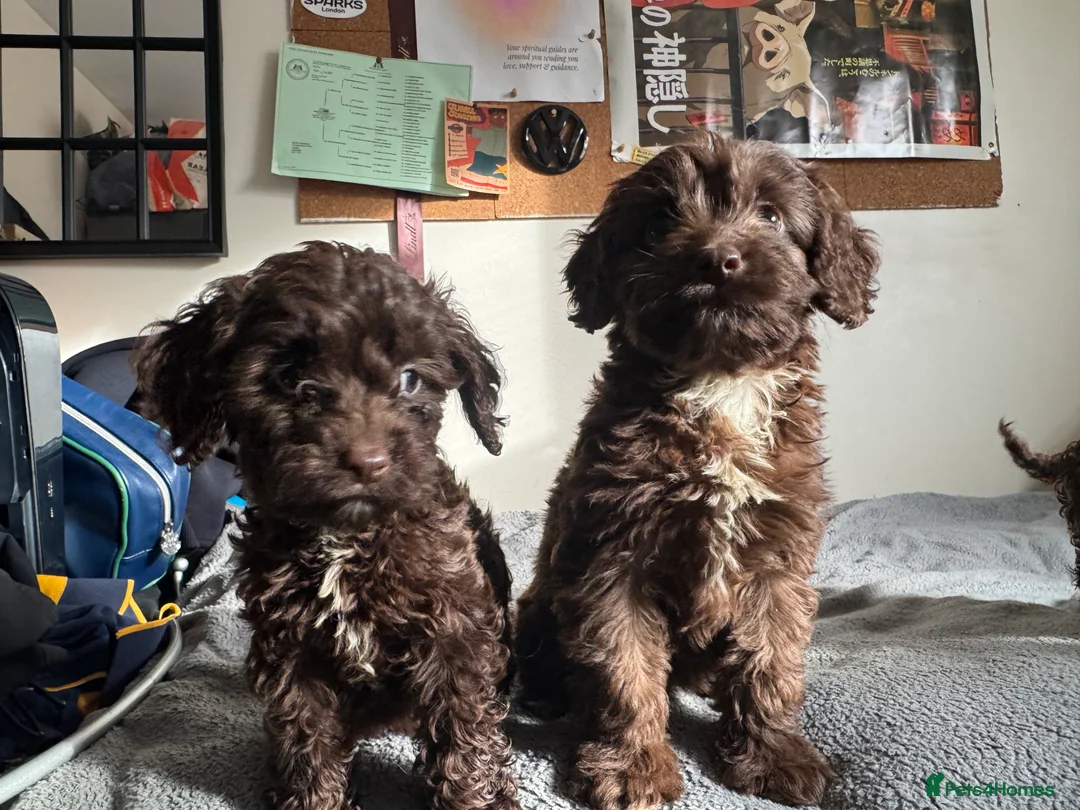 Cockapoo dogs for sale: Adorable F1 chocolate cockapoo pups - Advert 6