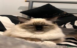 Ragdoll cats for sale: Ragdoll Kitten - Image 5