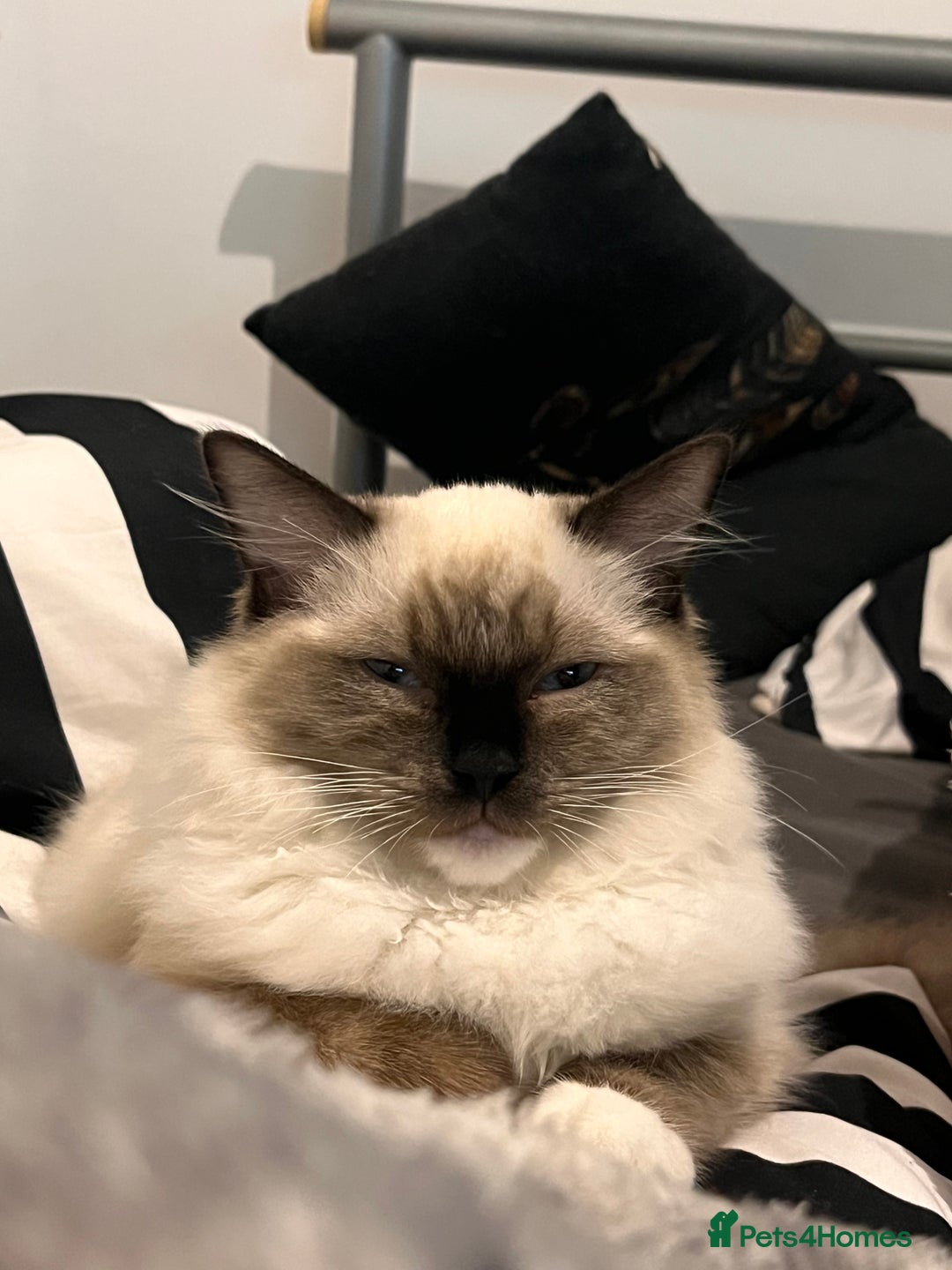 Ragdoll cats for sale: Ragdoll Kitten - Image 5