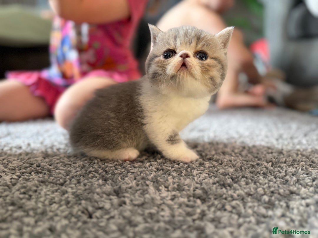 Exotic cats for sale: 4 beautiful exotic shorthair girls  - Image 18