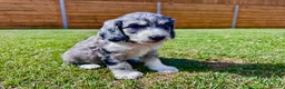 Cockapoo dogs for sale: Beautiful F1 Cockapoo Babies 🐾🐾🐾 - Advert 21