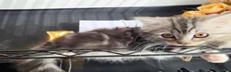Persian cats for sale: Persian Mix Male Kitten - Advert 13