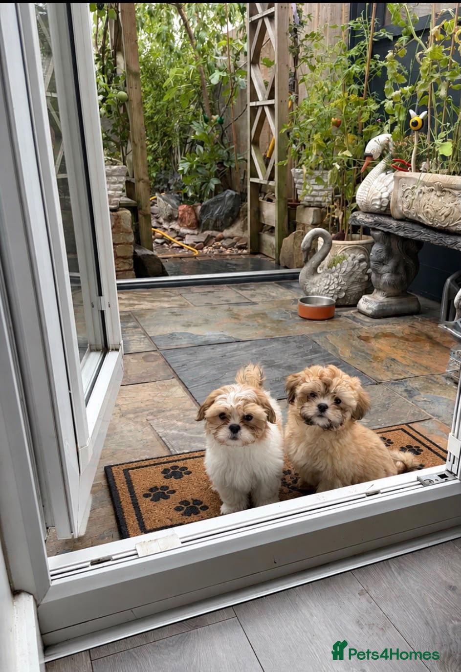 Shih Tzu dogs Little girl! - Advert 11