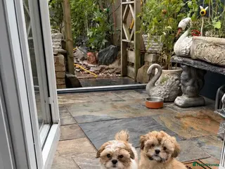 Shih Tzu dogs Little girl! - Advert 18
