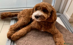 Cavapoo dogs for sale: Expecting a litter-health tested F1b Cavapoo pups - Image 13