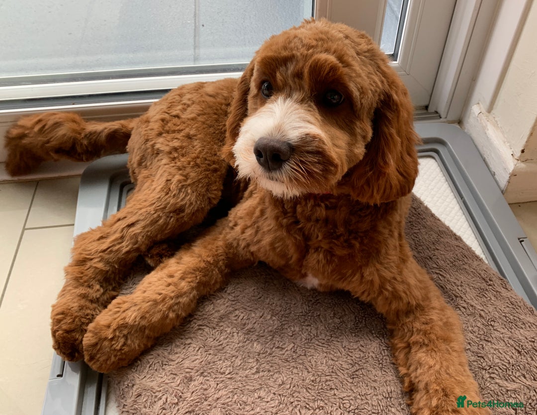 Cavapoo dogs for sale: Expecting a litter-health tested F1b Cavapoo pups - Image 13