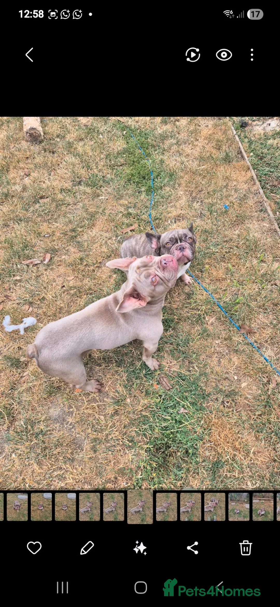 French Bulldog dogs for adoption: Izzy  in Bedford - Advert 3