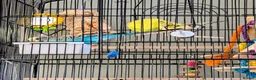 Budgerigars birds for sale: 2 Budgies for rehoming - Advert 3