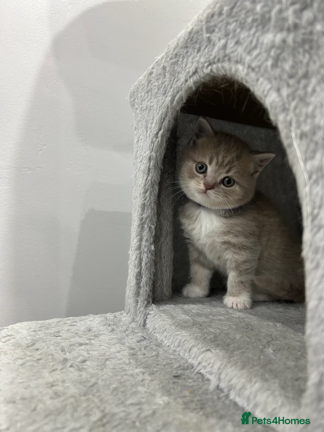 British Shorthair cats for sale: ❤️British Shorthair Cat for Sale❤️ - Advert 5