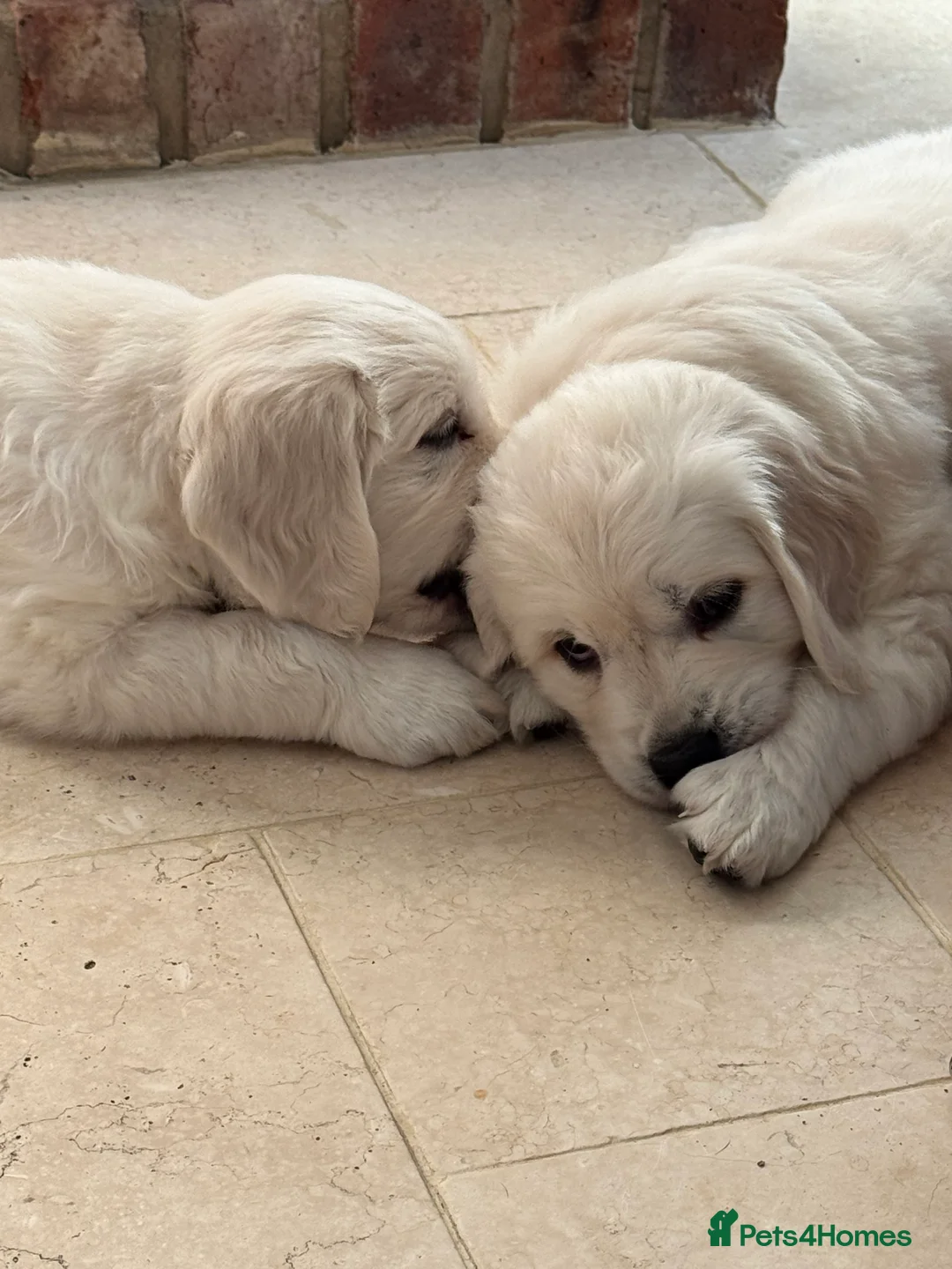 Golden Retriever dogs for sale: Goldern Retrevier Puppy’s  in Rotherham - Advert 6