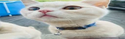 British Shorthair cats for sale: Cream pure  British Shorthair kittens - Advert 2