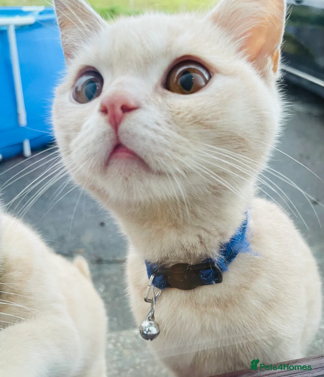 British Shorthair cats for sale: Cream pure  British Shorthair kittens - Advert 2