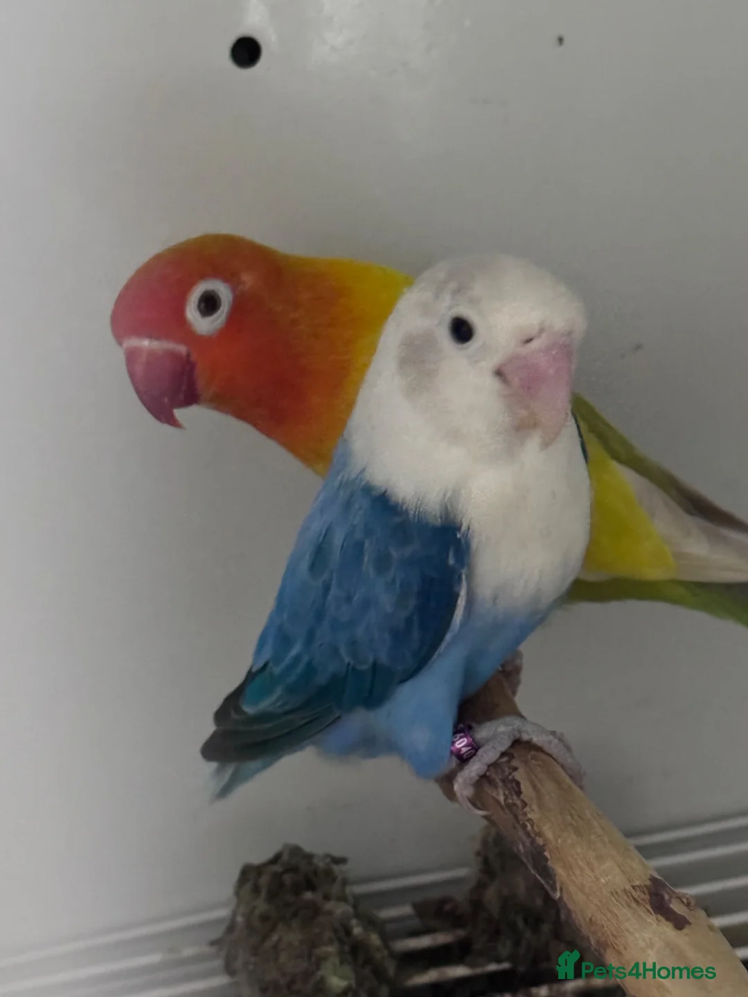 Lovebirds birds for sale: Pale fallow pair for sale  - Advert 2