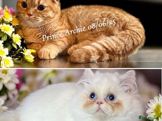 Munchkin cats Quality & Extremely Rare Persian Napoleon Minuets - Advert 18