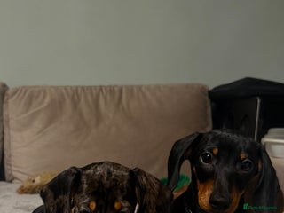 Miniature Dachshund dogs Last two KC PRA CLR Miniature dachshunds - Advert 1