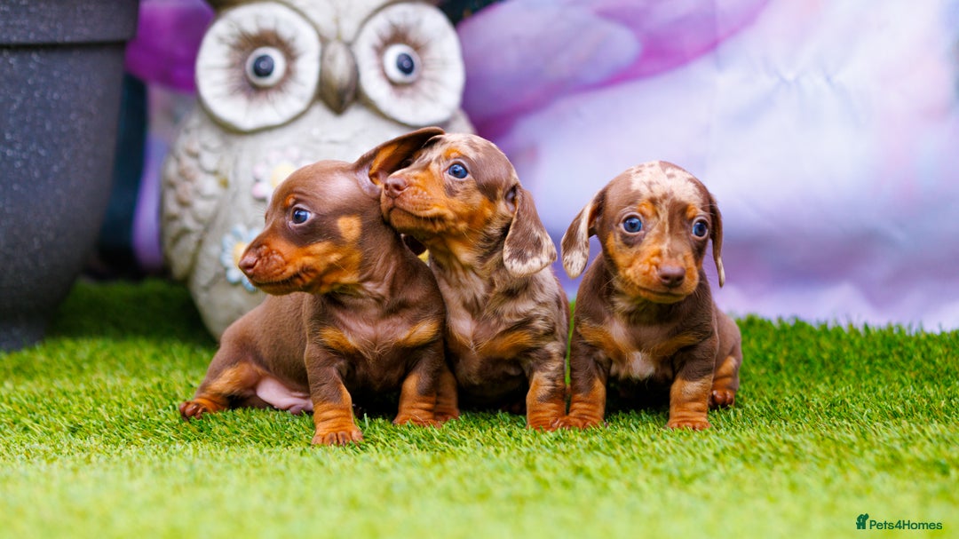 Miniature Dachshund dogs for sale: Top Tier Miniature Dachshunds available!! 😍🤩 - Image 1