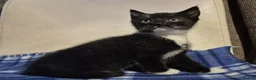 Mixed Breed cats for sale: 5 kittens left 8 weeks old  - Advert 3
