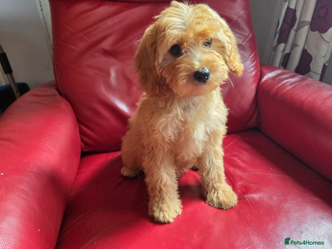Cavapoo dogs for sale: Red f1 cavapoos  in Knutsford - Image 12