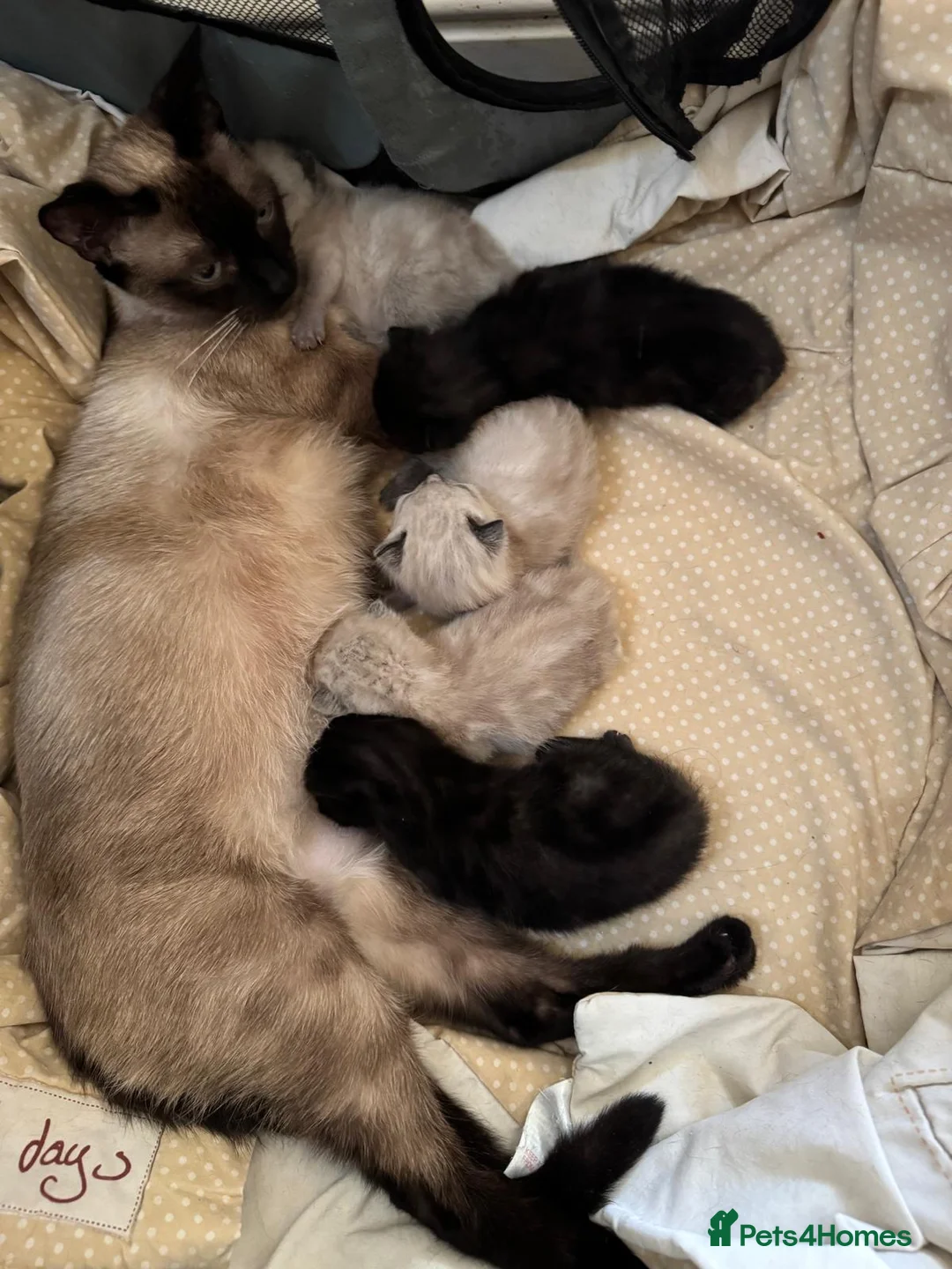 Siamese cats for sale: Cute Siamese Kitties - Advert 1