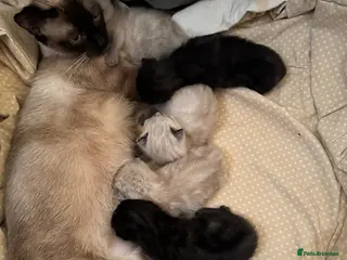 Siamese cats Cute Siamese Kitties - Advert 2