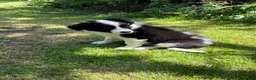 Border Collie dogs for sale: Litter of three striking Border Collie puppies  in Witney - Advert 25