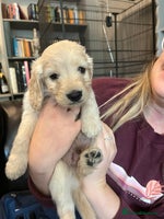 Cockapoo dogs - Advert 7