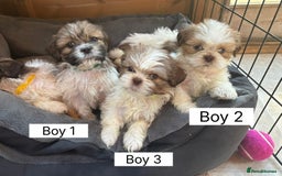 Shih Tzu dogs for sale: Four shih tzu boy puppy’s for sale. - Image 2