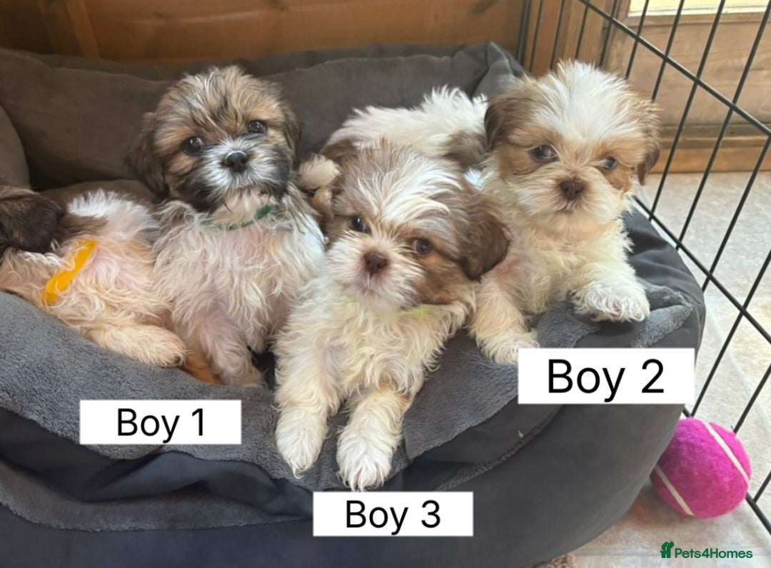 Shih Tzu dogs for sale: Four shih tzu boy puppy’s for sale. - Image 2