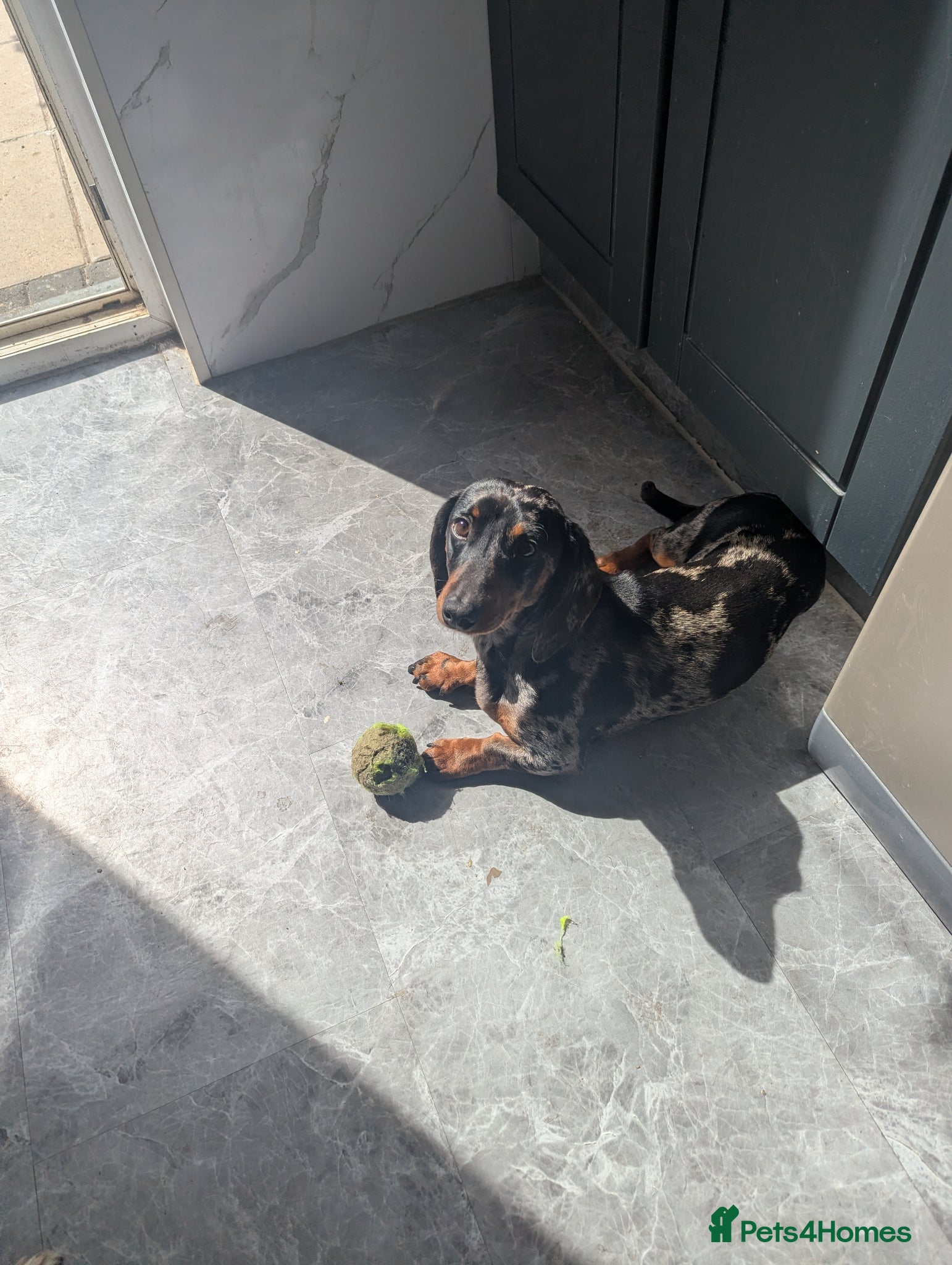 Miniature Dachshund dogs for sale: Miniature dachshund KC registered PRA clear - Advert 2