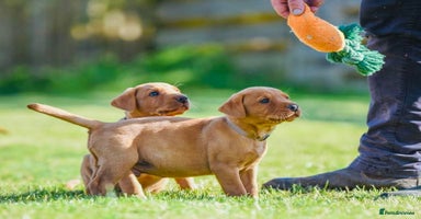 Labrador Retriever dogs - Advert 4