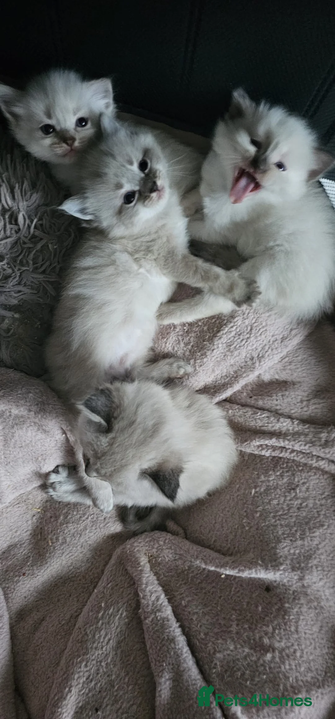 Ragdoll cats for sale: Ragdoll kittens  in Washington - Advert 7