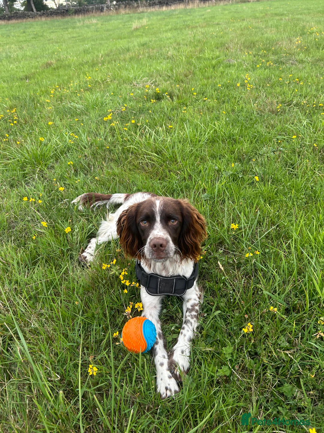 English Springer Spaniel dogs for stud: KC registered English Springer spaniel for stud in Chesterfield - Advert 2