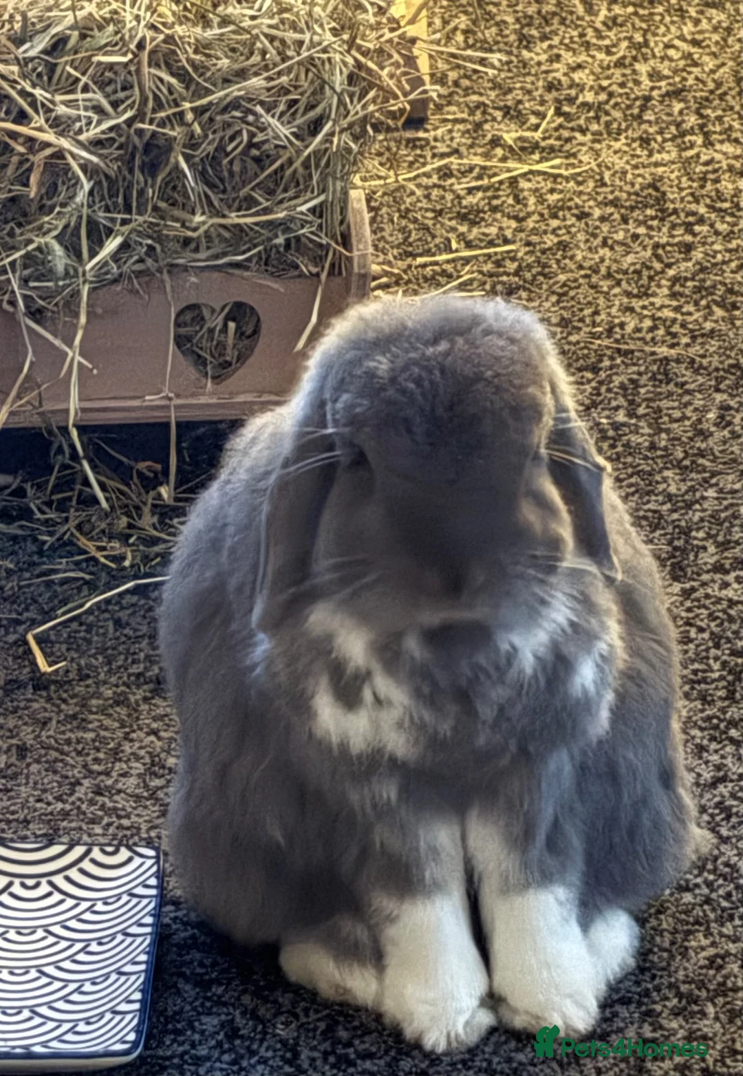 Mini Lop rabbits for sale: Beloved pet needing a new home.  - Advert 3