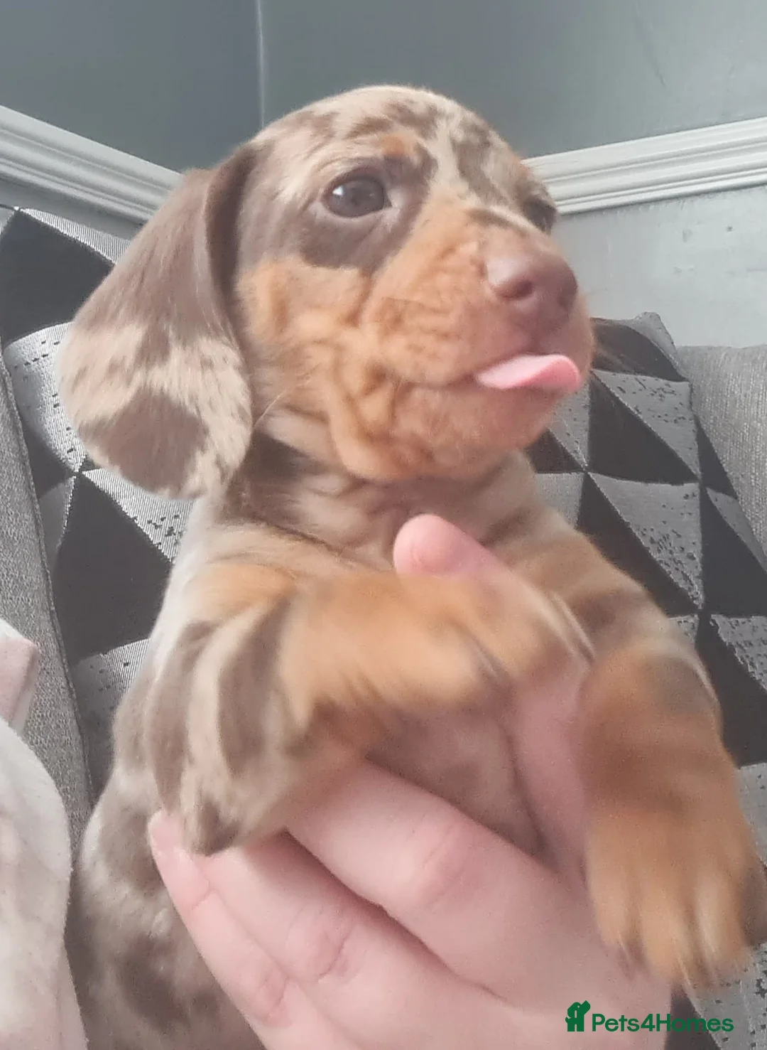 Miniature Dachshund dogs for stud: Richie proven and ready to stud. in Liverpool - Advert 14