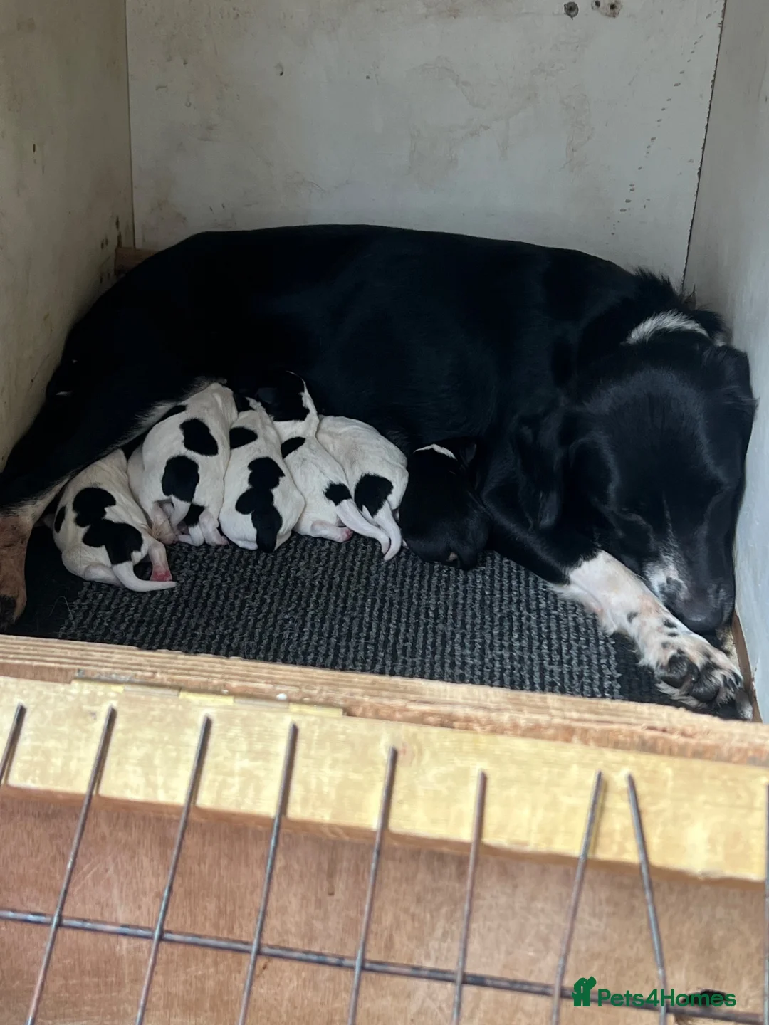 Mixed Breed dogs for sale: Beautiful collie / spaniel x parson terrier  in Chichester - Advert 34
