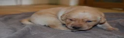 Labrador Retriever dogs for sale: Stunning Working Pedigree Labrador Puppies  in Boston - Advert 9