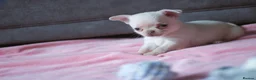 Chihuahua dogs for sale: Kc Registered Small cream/white chihuahua girl  - Advert 5