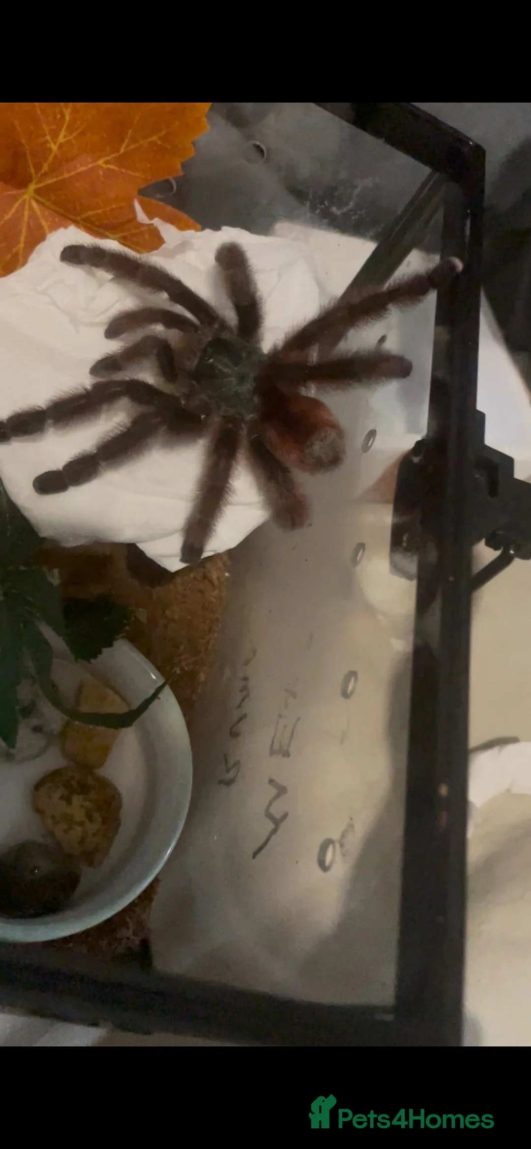 Tarantulas invertebrates for sale: Versi, curly hair, electric blue - Advert 15