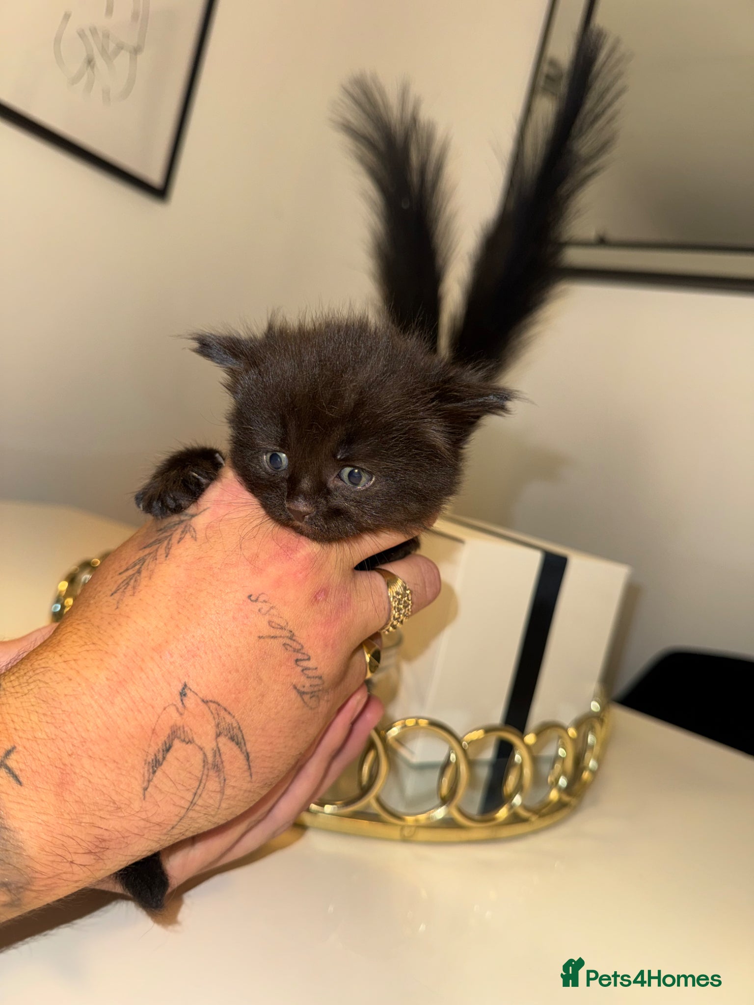 Maine Coon cats for sale: MAINE COON x BENGAL - Advert 3