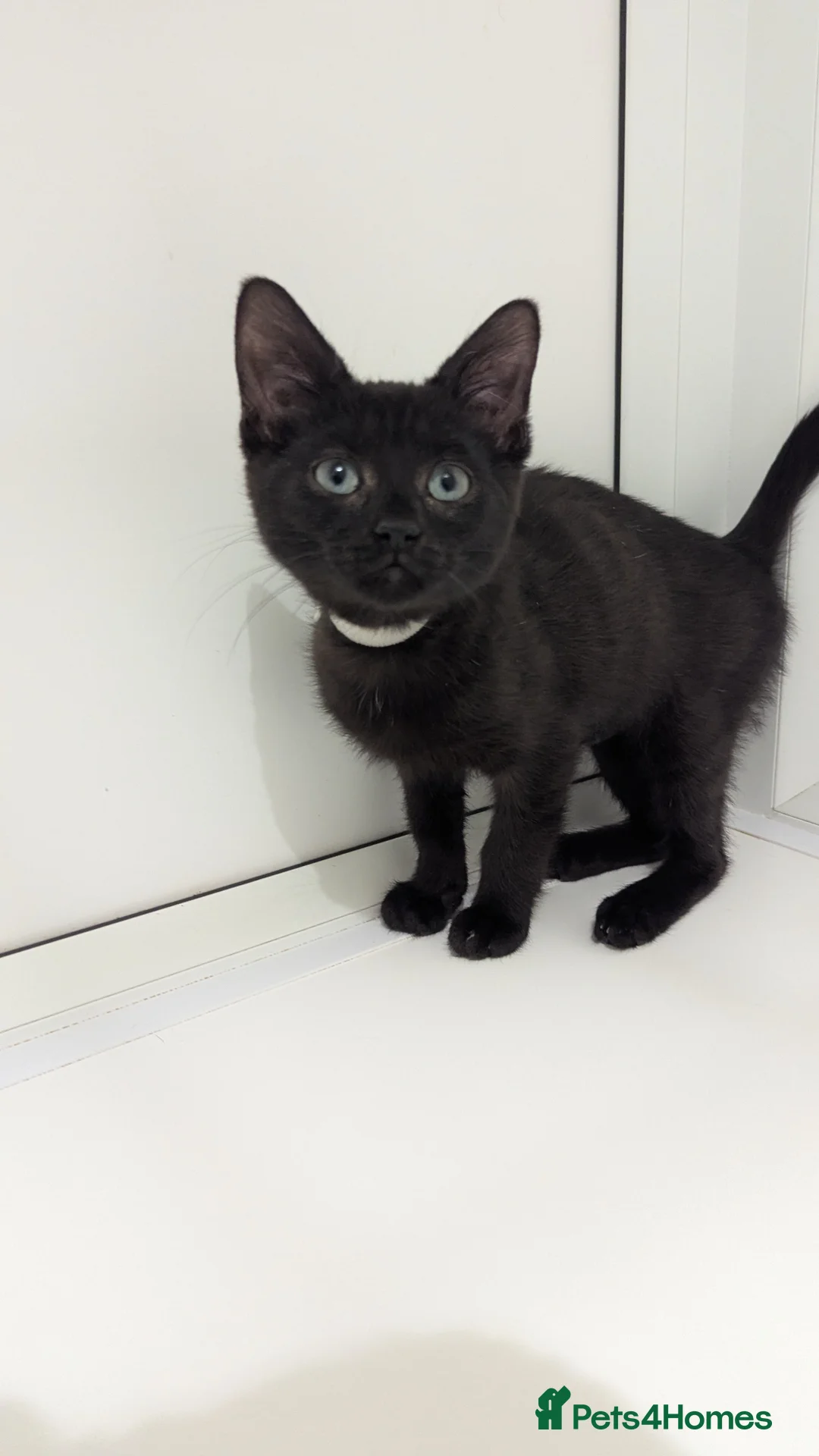 Mixed Breed cats for adoption: THE MAGNIFICENT MIDNIGHT KITTENS ARE READY TO MOVE in Liverpool - Advert 2
